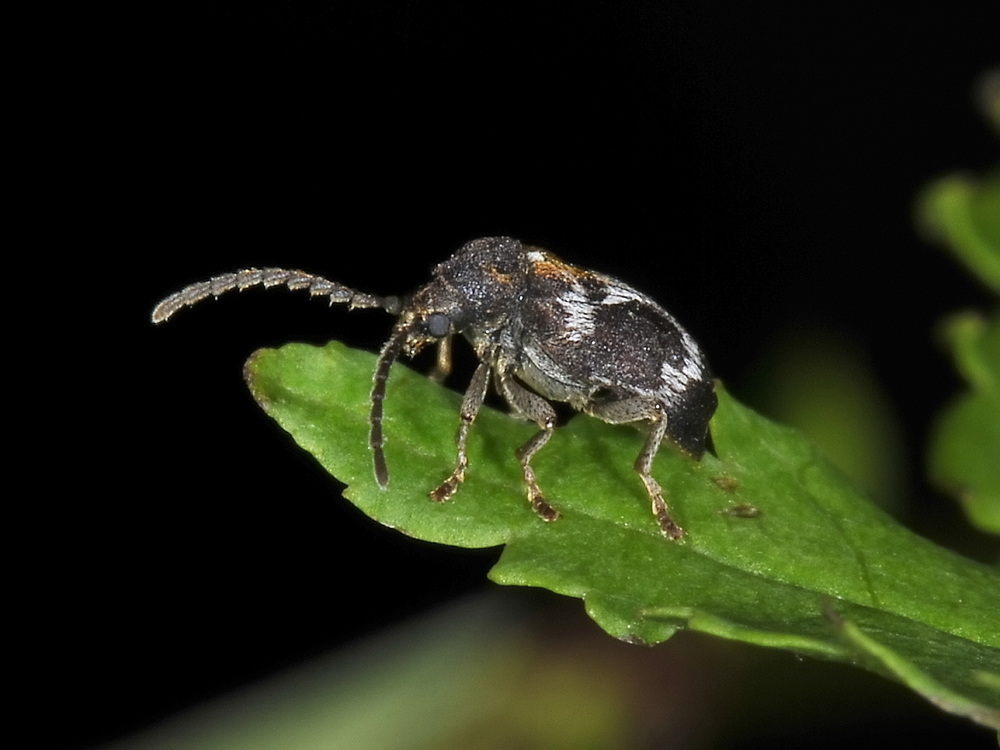 Ptinomorphus regalis (Anobiidae)